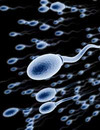 How fast can sperm be made