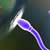 How Successful is a Vasectomy Reversal?