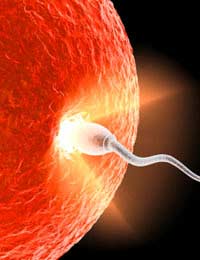 Egg Donation Fertility Treatment