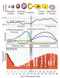 Predict Prediction Predicting Ovulate